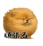 風に立ち向かうポメ(毎日使える便利な返信)（個別スタンプ：14）