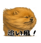 風に立ち向かうポメ(毎日使える便利な返信)（個別スタンプ：15）