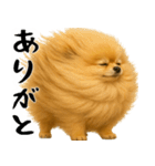 風に立ち向かうポメ(毎日使える便利な返信)（個別スタンプ：17）