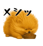 風に立ち向かうポメ(毎日使える便利な返信)（個別スタンプ：21）