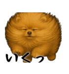 風に立ち向かうポメ(毎日使える便利な返信)（個別スタンプ：22）