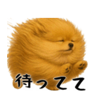 風に立ち向かうポメ(毎日使える便利な返信)（個別スタンプ：23）