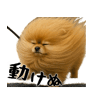 風に立ち向かうポメ(毎日使える便利な返信)（個別スタンプ：24）