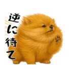 風に立ち向かうポメ(毎日使える便利な返信)（個別スタンプ：25）