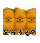 風に立ち向かうポメ(毎日使える便利な返信)（個別スタンプ：27）