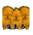 風に立ち向かうポメ(毎日使える便利な返信)（個別スタンプ：28）