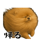 風に立ち向かうポメ(毎日使える便利な返信)（個別スタンプ：29）