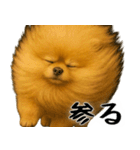 風に立ち向かうポメ(毎日使える便利な返信)（個別スタンプ：30）