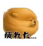 風に立ち向かうポメ(毎日使える便利な返信)（個別スタンプ：31）