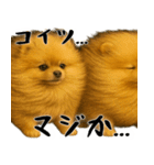 風に立ち向かうポメ(毎日使える便利な返信)（個別スタンプ：33）