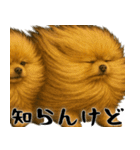 風に立ち向かうポメ(毎日使える便利な返信)（個別スタンプ：34）