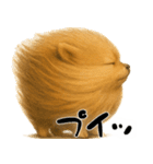 風に立ち向かうポメ(毎日使える便利な返信)（個別スタンプ：37）