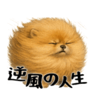 風に立ち向かうポメ(毎日使える便利な返信)（個別スタンプ：38）