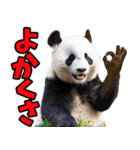 佐賀弁☆パンダ（個別スタンプ：1）