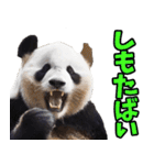 佐賀弁☆パンダ（個別スタンプ：4）