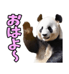 佐賀弁☆パンダ（個別スタンプ：5）
