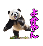 佐賀弁☆パンダ（個別スタンプ：6）