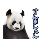 佐賀弁☆パンダ（個別スタンプ：7）