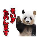 佐賀弁☆パンダ（個別スタンプ：8）