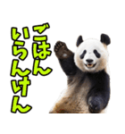 佐賀弁☆パンダ（個別スタンプ：9）