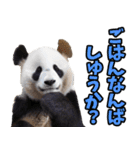 佐賀弁☆パンダ（個別スタンプ：10）