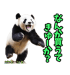 佐賀弁☆パンダ（個別スタンプ：11）