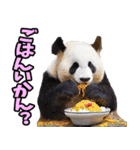 佐賀弁☆パンダ（個別スタンプ：12）