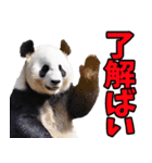 佐賀弁☆パンダ（個別スタンプ：13）