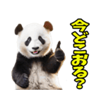 佐賀弁☆パンダ（個別スタンプ：14）