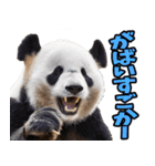 佐賀弁☆パンダ（個別スタンプ：15）