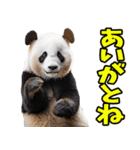 佐賀弁☆パンダ（個別スタンプ：16）