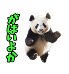佐賀弁☆パンダ（個別スタンプ：17）