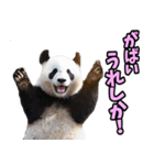 佐賀弁☆パンダ（個別スタンプ：18）