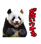 佐賀弁☆パンダ（個別スタンプ：19）