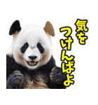 佐賀弁☆パンダ（個別スタンプ：26）