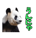 佐賀弁☆パンダ（個別スタンプ：28）