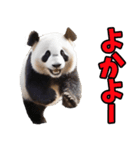 佐賀弁☆パンダ（個別スタンプ：31）
