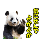佐賀弁☆パンダ（個別スタンプ：32）