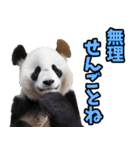 佐賀弁☆パンダ（個別スタンプ：34）