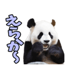 佐賀弁☆パンダ（個別スタンプ：36）