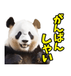 佐賀弁☆パンダ（個別スタンプ：38）