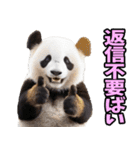 佐賀弁☆パンダ（個別スタンプ：40）