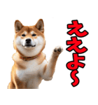 山口弁☆柴犬（個別スタンプ：1）