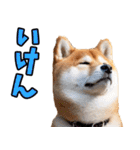 山口弁☆柴犬（個別スタンプ：2）