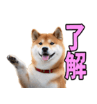 山口弁☆柴犬（個別スタンプ：3）
