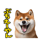 山口弁☆柴犬（個別スタンプ：4）