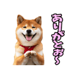 山口弁☆柴犬（個別スタンプ：9）