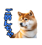 山口弁☆柴犬（個別スタンプ：10）