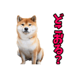 山口弁☆柴犬（個別スタンプ：11）