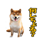 山口弁☆柴犬（個別スタンプ：12）